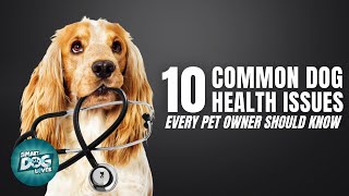 10 Common Dog Health Issues Every Pet Owner Should Know