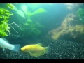 Aquarium / Tindersticks - Seaweed