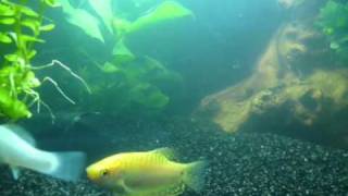 Aquarium / Tindersticks - Seaweed