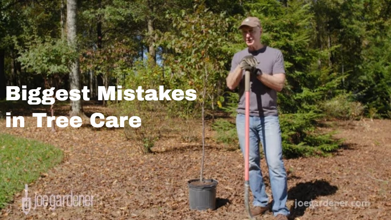 5 Biggest Mistakes to Avoid When Caring For Trees