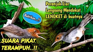 Download lagu Dapat banyak burung perenjak gara-gara suara pikat prenjak kepala merah paling ampuh mp3