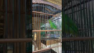 Download lagu Cucak ijo trotol isian empuloh irang with gaya gayanya hhhh mp3