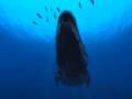 Sea Monsters A Prehistoric Adventure Teaser