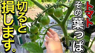 トマトの葉を落とすタイミング。重要な下葉、葉かきのやり方を徹底解説！初心者も分かりやすく簡単♪