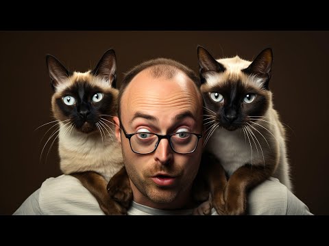 You'll Definitely Want a Siamese Cat After Watching This