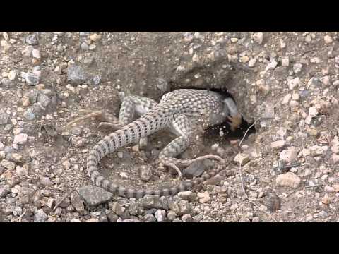 Iguane du désert (Dipsosaurus dorsalis)
