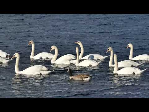 Ducks quacking, eating and splashing on the river - Relaxing Sounds of Nature