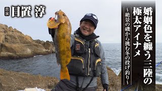 婚姻色を纏う三陸の極太アイナメ