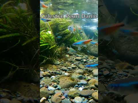🌌 The Galaxy Fish You’ve NEVER Seen! | Celestial Pearl Danio ✨🐟 #Shorts