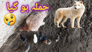 Cute Colorful Chickens and Unique 🥲 | Brutal Attack