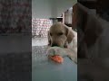 Twinkle Twinkle Little Star Nursery Rhymes Cute And Sweet Little Dog Shorts MiloLovesRiya