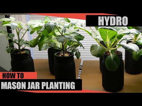 Hydroponic Mason Jar Kratky Planting Method