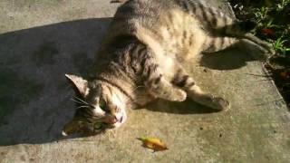 My Fav Stray Cat Getting All Cute On Me