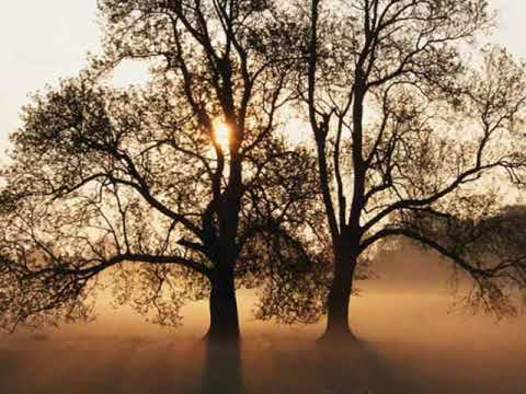 NADAMURNI - Sepohon Kayu