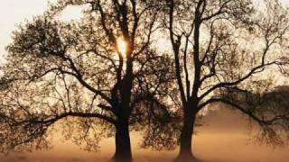 Download lagu NADAMURNI - Sepohon Kayu mp3