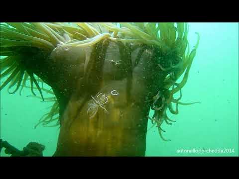 Periclimenes amethysteus