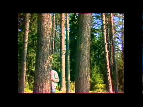 Olev Vestmann - Pärnapuu