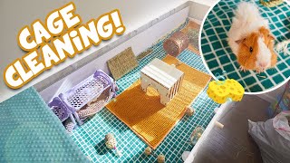 CAGE CLEANING FOR 13 GUINEA PIGS 😱🧼 3x7 c&c cage