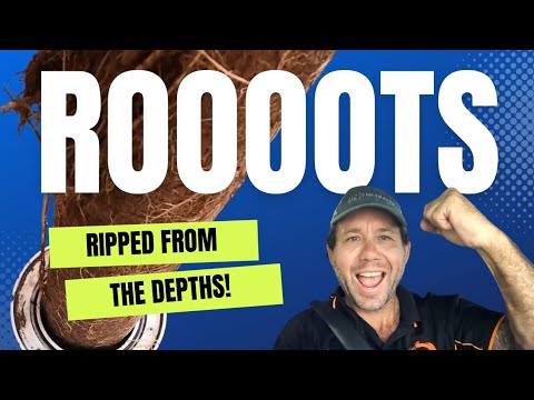 Blocked Drain 52 - Roots Ripped from the Depths: Incredible Tree Root Extraction! Part 2