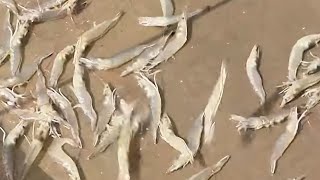 Nuôi tôm size nhỏ lợi nhuận cao