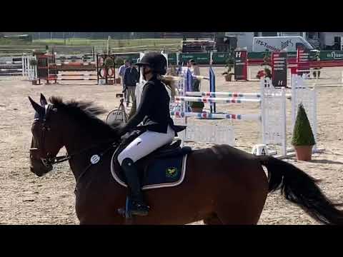 GLENDINE DOMINO (8yo Obos Quality) 09.2020 Boll - SPR M*