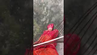Download lagu #https://youtube.com/shorts/3OTrTavZ8js?si=-tp53kIS2HRhsSkY mp3 Download lagu #https://youtube.com/shorts/3OTrTavZ8js?si=-tp53kIS2HRhsSkY mp3