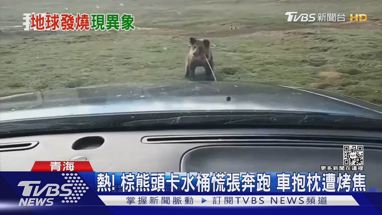 熱!棕熊頭卡水桶慌張奔跑 車抱枕遭烤焦
