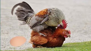 How Do Chickens Mate | Hen Mating Saddle |Rooster Mating