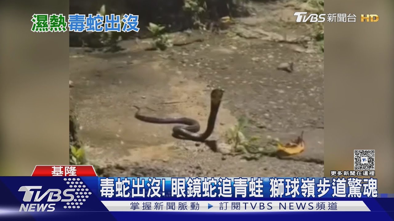 基隆獅球嶺步道驚見眼鏡蛇！追捕青蛙竟朝人爬過來　民眾嚇壞