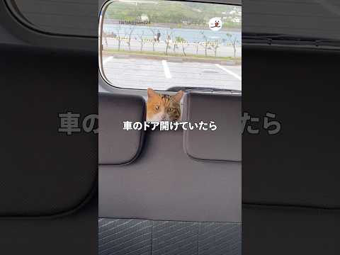 車のドア開けていたら猫が乗っていた｜PECO