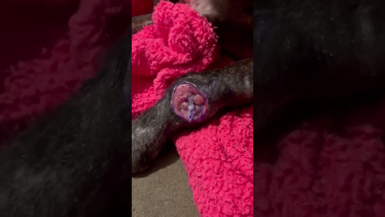 Joy video