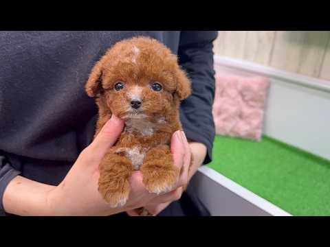 YouTube動画のサムネイル