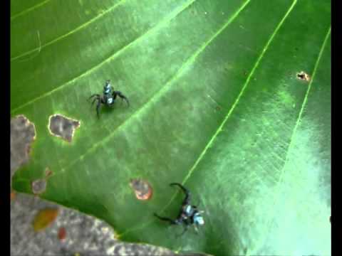 Aso's Fights - 091010