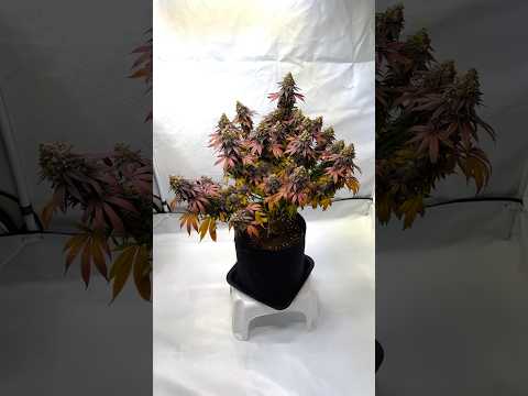 From Green to Purple Transformation – Runtz x Layer Cake [Part 2]