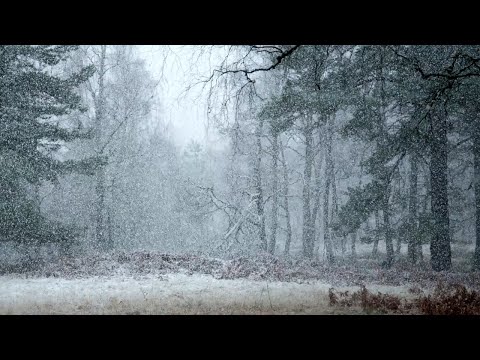 Sunday morning national forecast 24/01/21