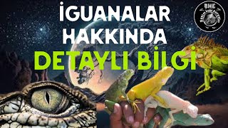 İGUANA HAKKINDA DETAYLI BİLGİ! SORULAN SORULARA CEVAP SÜRÜNGEN VLOG #sürüngen #i