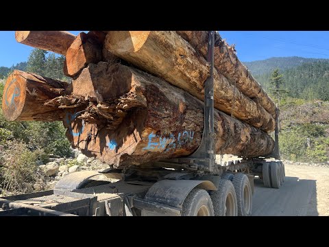 A little bit of everything logging