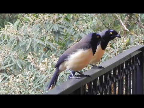 black chested Jay's video