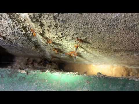 Basement is Swarming with Citronella Ants in Freehold, NJ