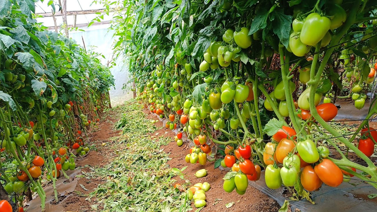 A qué HORA Y Cuántas veces regar tu planta de TOMATE por día.