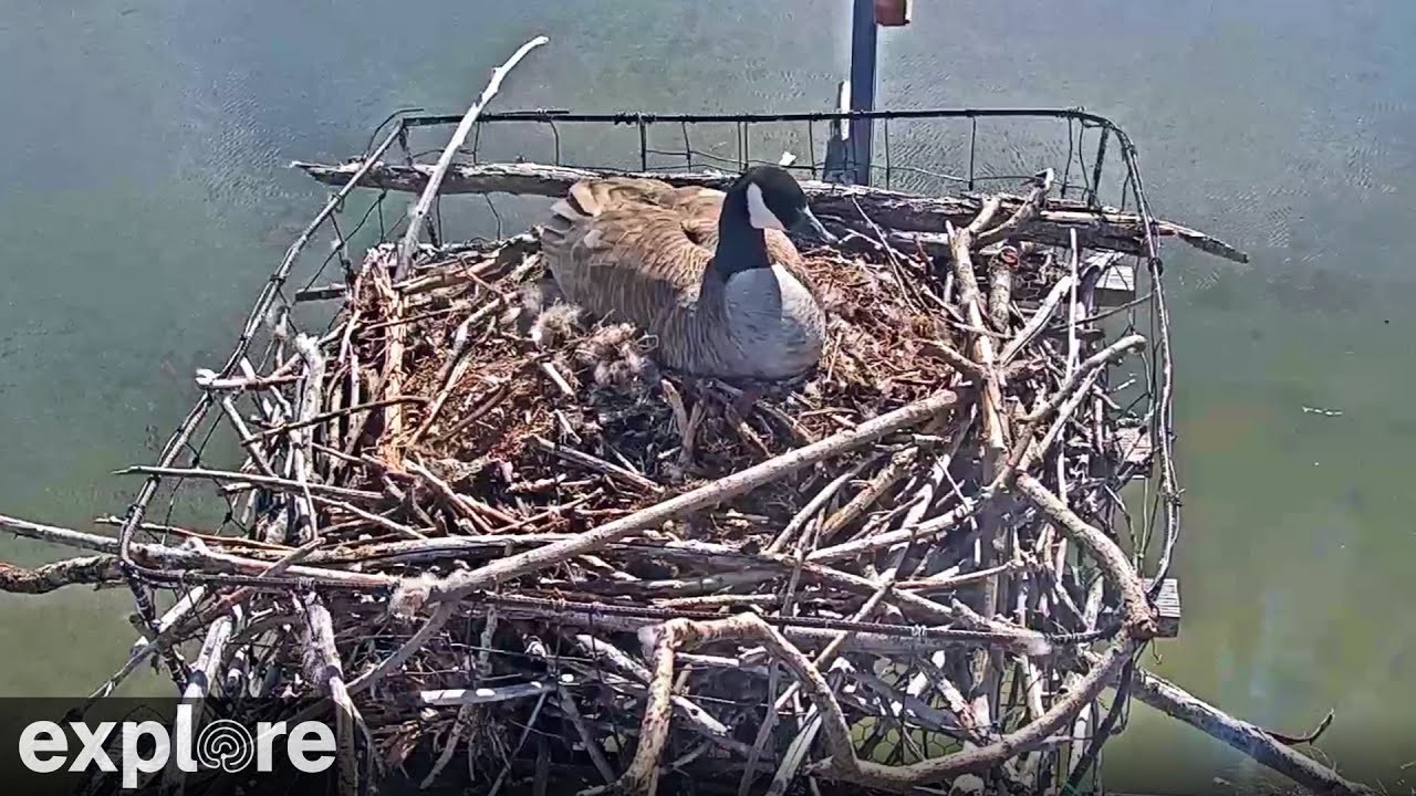 Live webcam view of Osprey & Goose Nest at Rogers Place