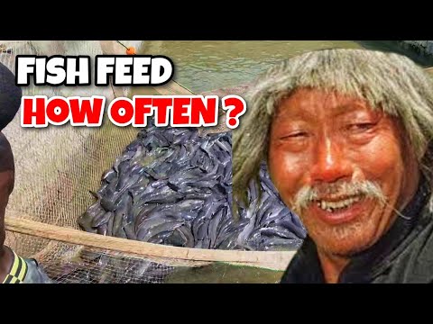 How to feed Fishes the right way - Catfish Feeding Guide