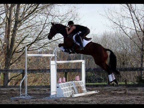 Horse jumping upto 1.60- Classic Crusader and Classic Goldrush