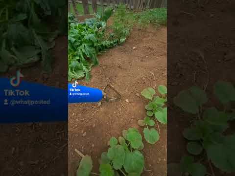 After 2 weeks of using the Yeast Fertilizer #backyardgarden #growyourown #urbangardening #vegetables