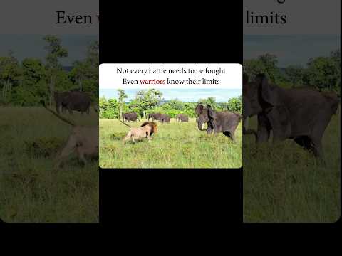 || Elephant VS lion....                                                                      #shorts