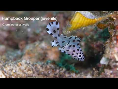 7 Grouper A - scuba diving video