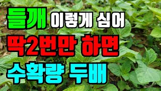 들깨심는시기/ 심기부터 수확때까지 딱 5가지만 해주면 들깨 풍년/ 어렵지 않아요 초보자도 쉽게 키울수있는 들…