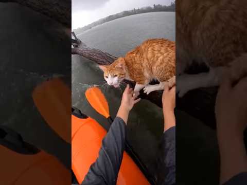 I Found Her in the Flood… Her Screams Still Haunt Me.💔😿#catrescue