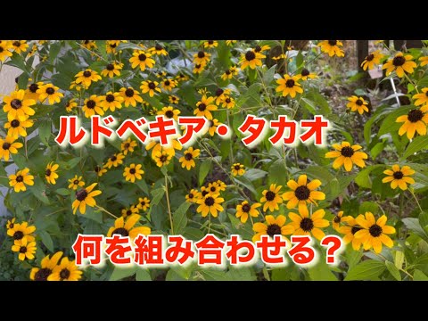 ルドベキアは耐寒性がありますか? 植物