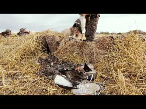 Michitoba 2015 Fall Waterfowl Teaser Volume 2